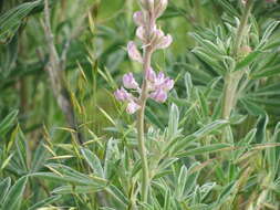 Lupinus leucophyllus Lindl. resmi