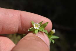 Image de Gratiola ebracteata Benth. ex A. DC.