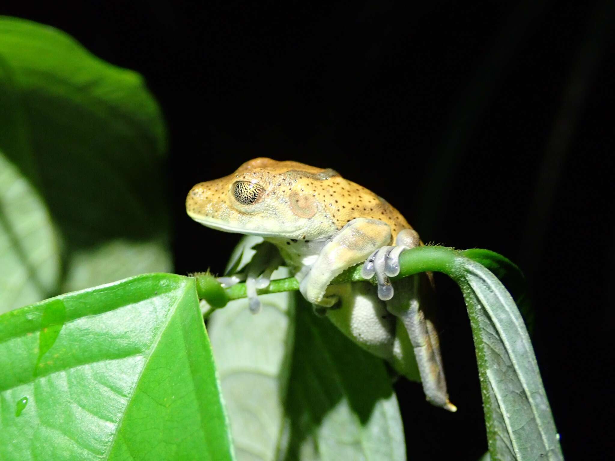 Image de Boana appendiculata