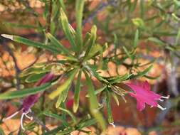 صورة Eremophila latrobei subsp. glabra (L. S. Smith) R. J. Chinnock