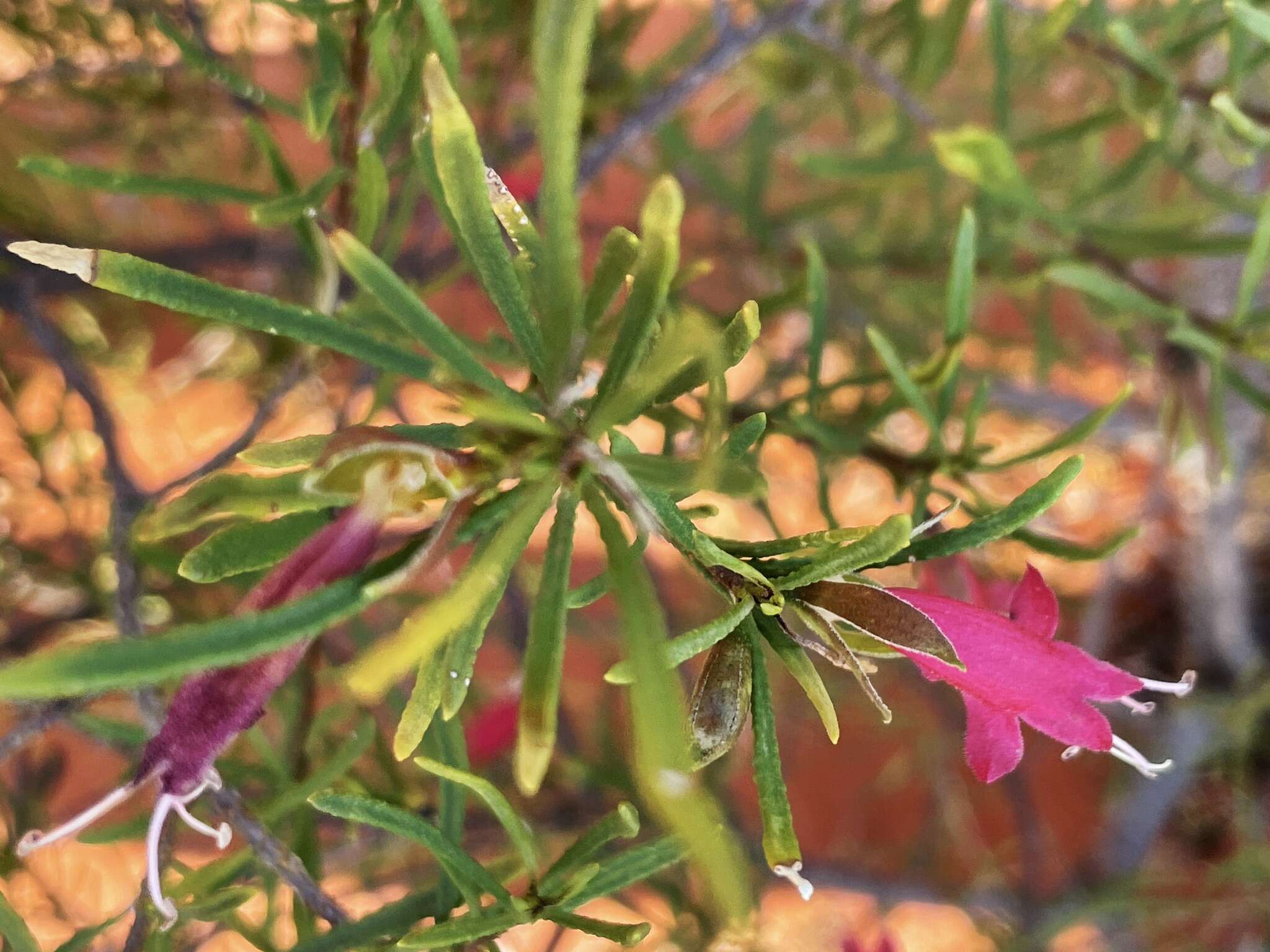 Image of Eremophila latrobei subsp. glabra (L. S. Smith) R. J. Chinnock