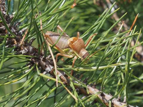 Image of saddle-backed bush-cricket