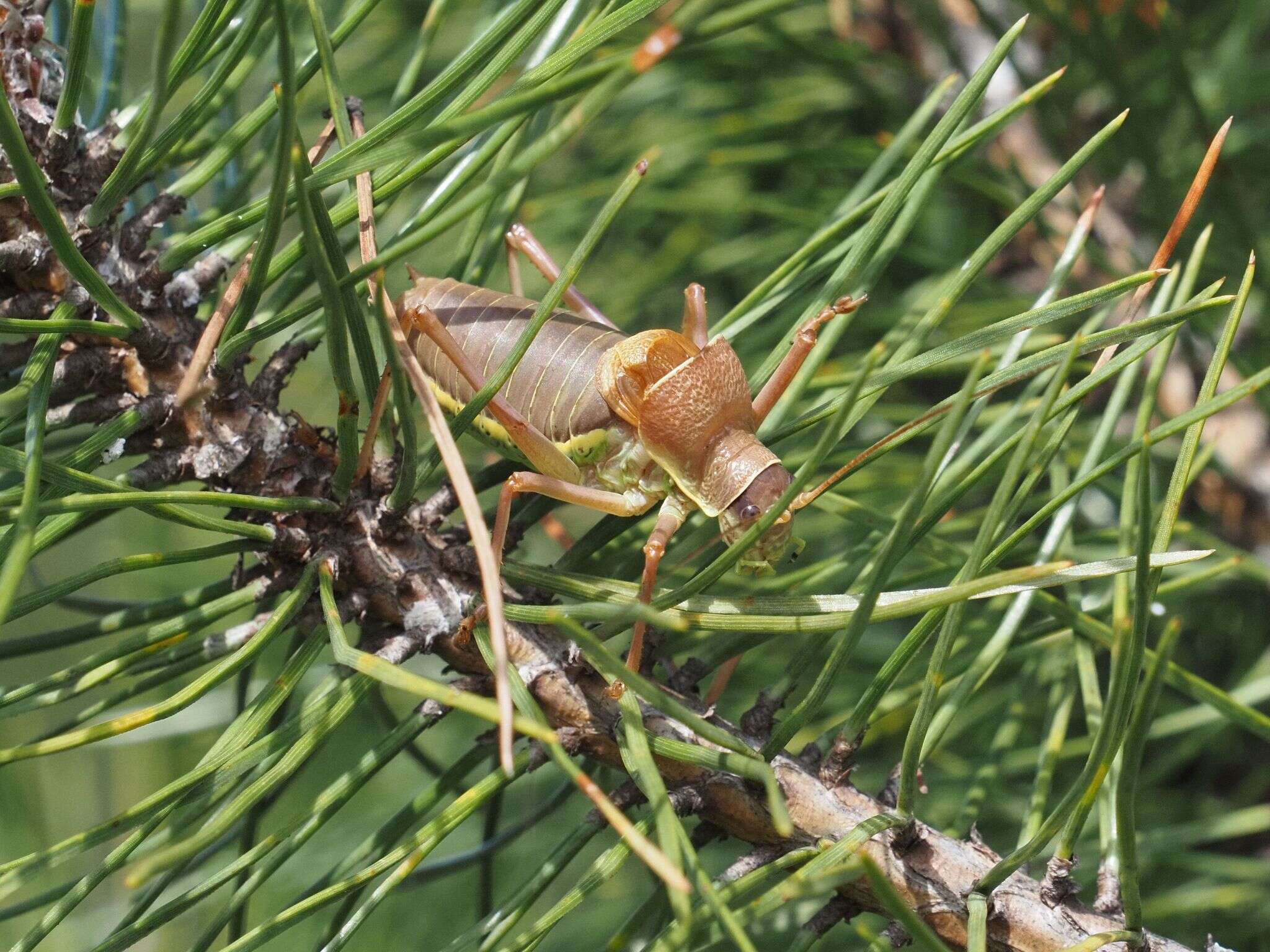 Image of saddle-backed bush-cricket