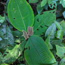 Image of Miconia paleacea Cogn.