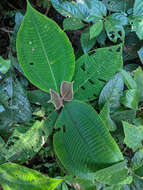 Image of Miconia paleacea Cogn.