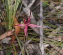 Caladenia formosa G. W. Carr的圖片