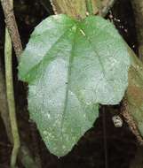 Image of Pyrenacantha scandens (Thunb.) Planch. ex Harv.