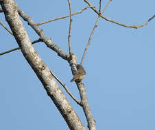 Image of Tickell's leaf warbler