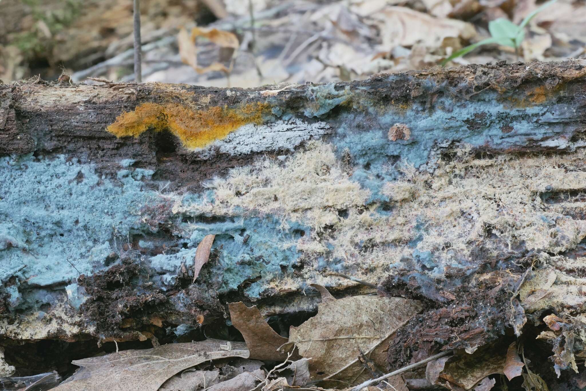 Слика од Byssocorticium atrovirens (Fr.) Bondartsev & Singer 1944