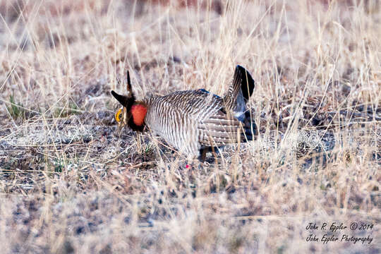 Image of Lesser Prairie Chicken