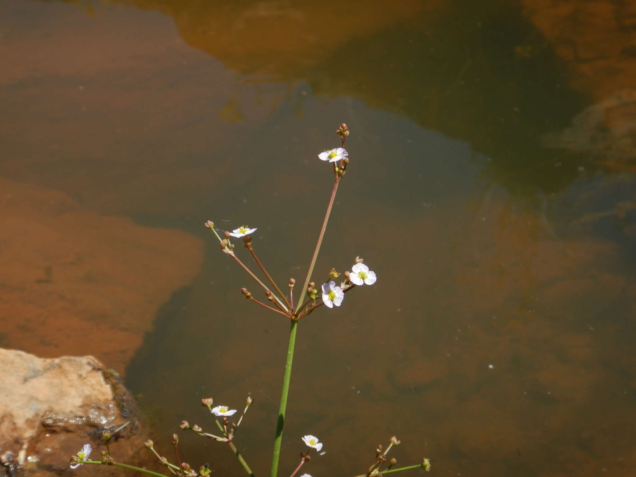 Image of Narrow-leaved Water-plantain