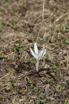 Слика од Colchicum trigynum (Steven ex Adam) Stearn