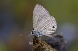 Image of Prosotas dubiosa lumpura (Corbet 1938)