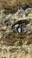 Image of zebra periwinkle