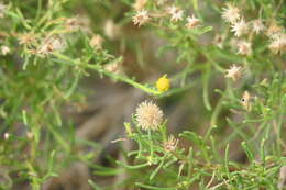 صورة Pulicaria glutinosa (Boiss.) Jaub. & Spach