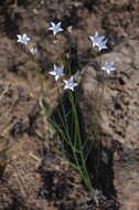 Image of Wahlenbergia virgata Engl.