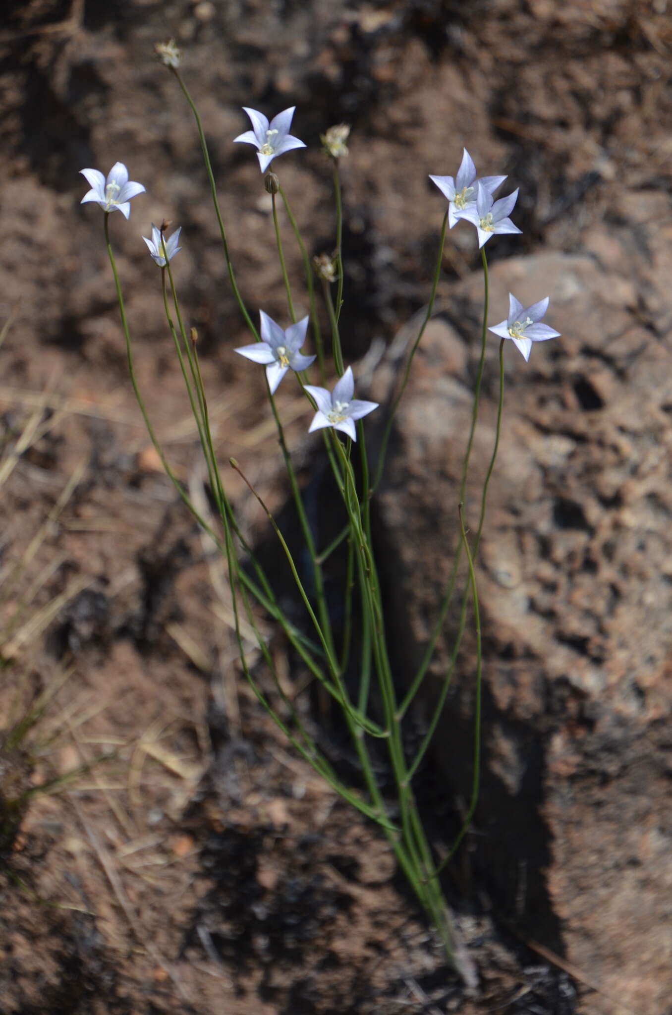 Image of Wahlenbergia virgata Engl.