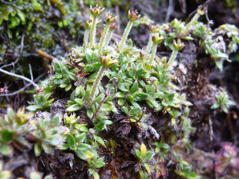 Image of Actinotus novae-zelandiae (Petrie) Petrie