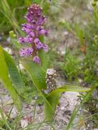 Image of Lachenalia pallida Aiton