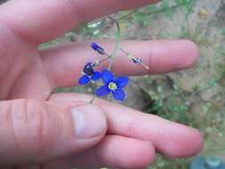 Image of Heliophila digitata L. fil.