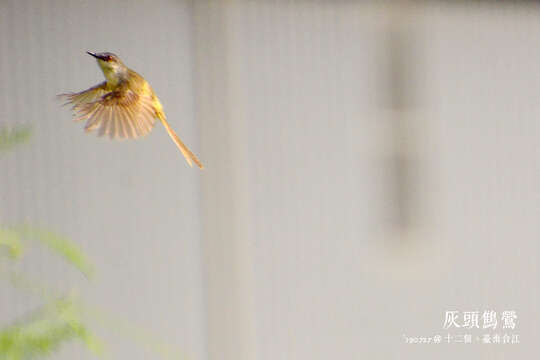 Imagem de Prinia flaviventris (Delessert 1840)