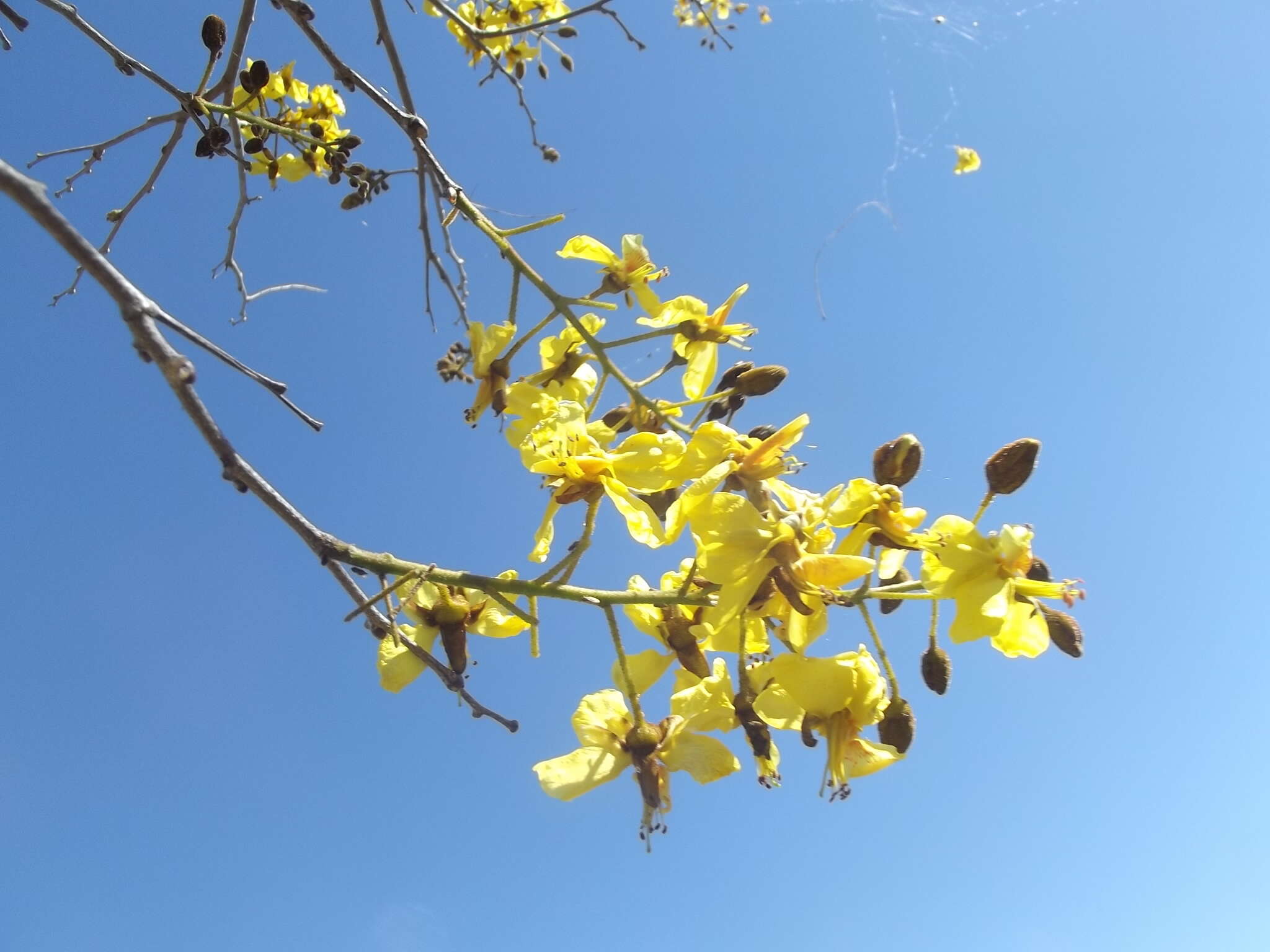 Image of <i>Cenostigma eriostachys</i>