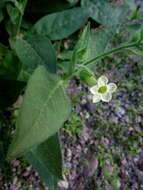 Image of desert tobacco,