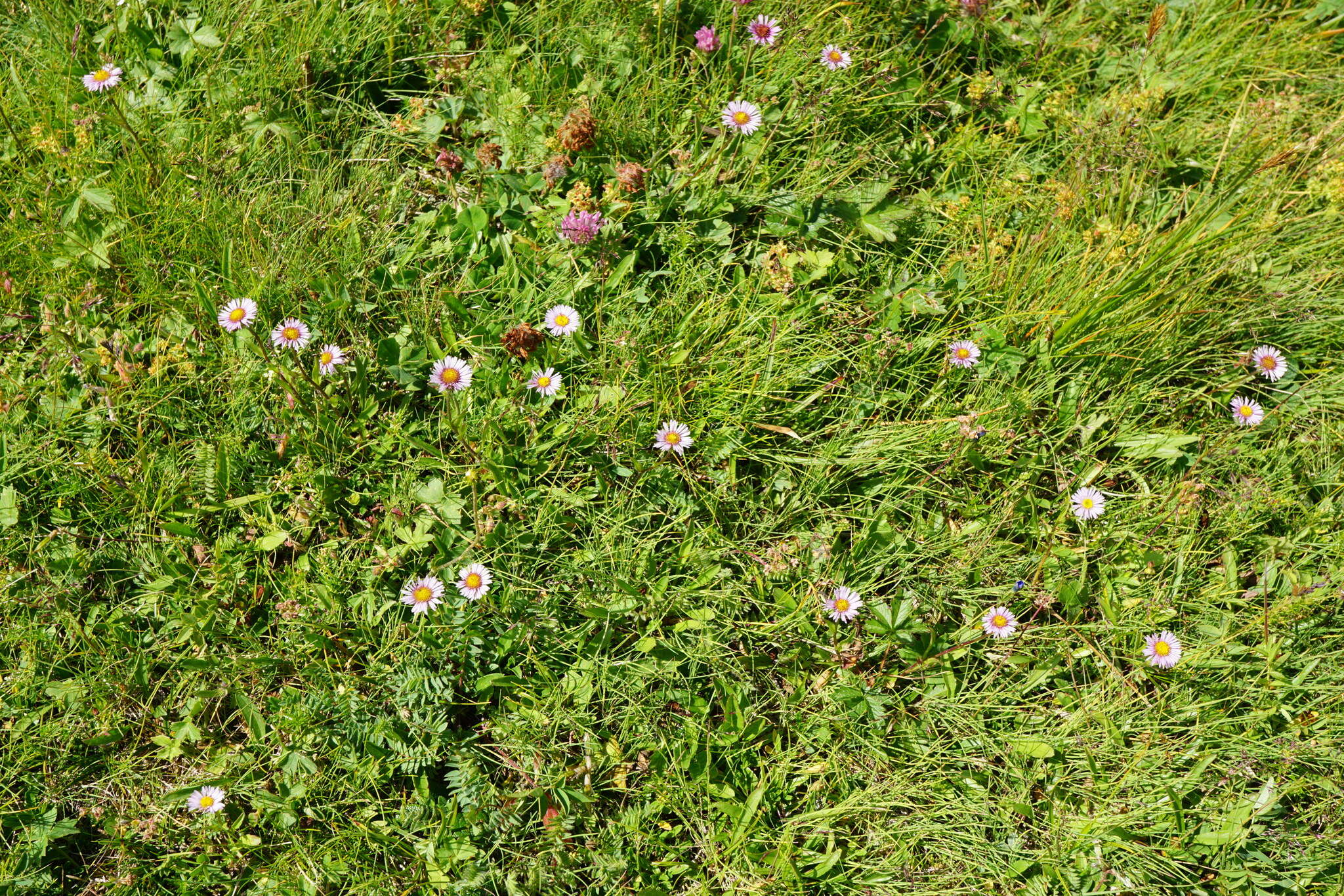 Image de Erigeron glabratus subsp. glabratus Hoppe & Hornsch. ex Bluff & Fingerh.