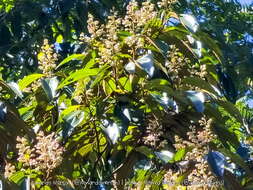 Image of Rufous-headed Tanager