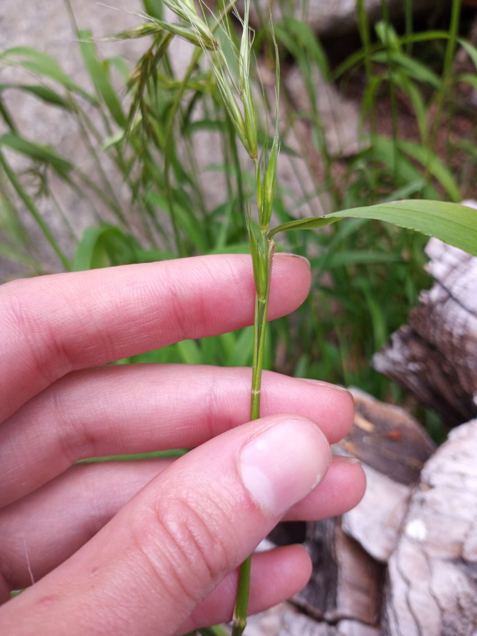 Imagem de Elymus hirsutus J. Presl