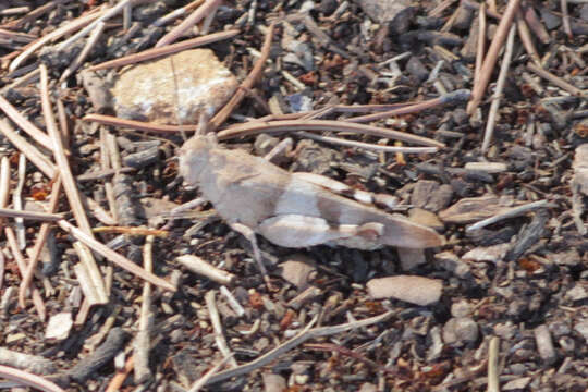 Image of blue-winged grasshopper