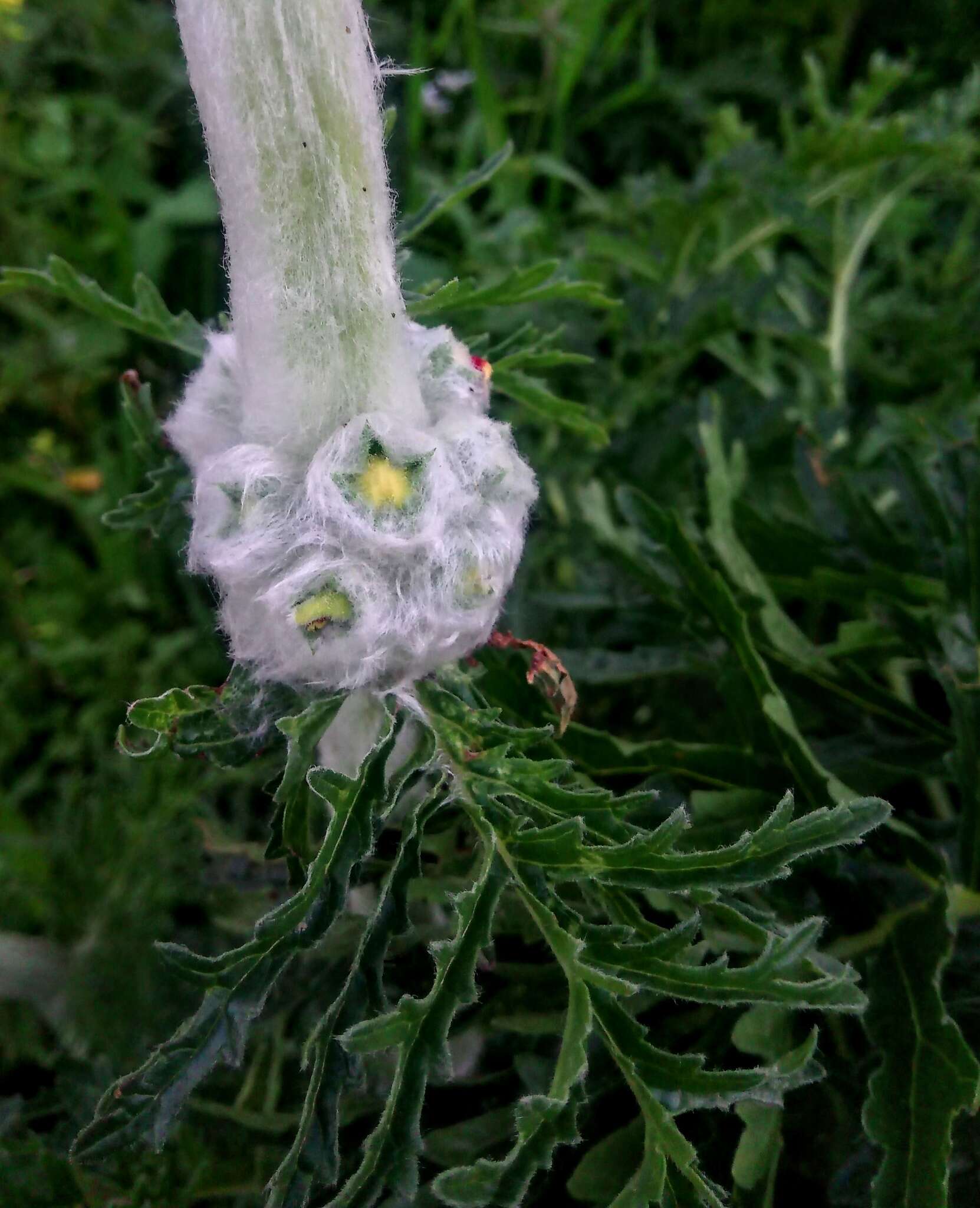 Sivun Phlomoides laciniata (L.) Kamelin & Makhm. kuva