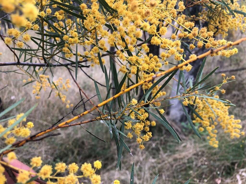 Image of graceful wattle