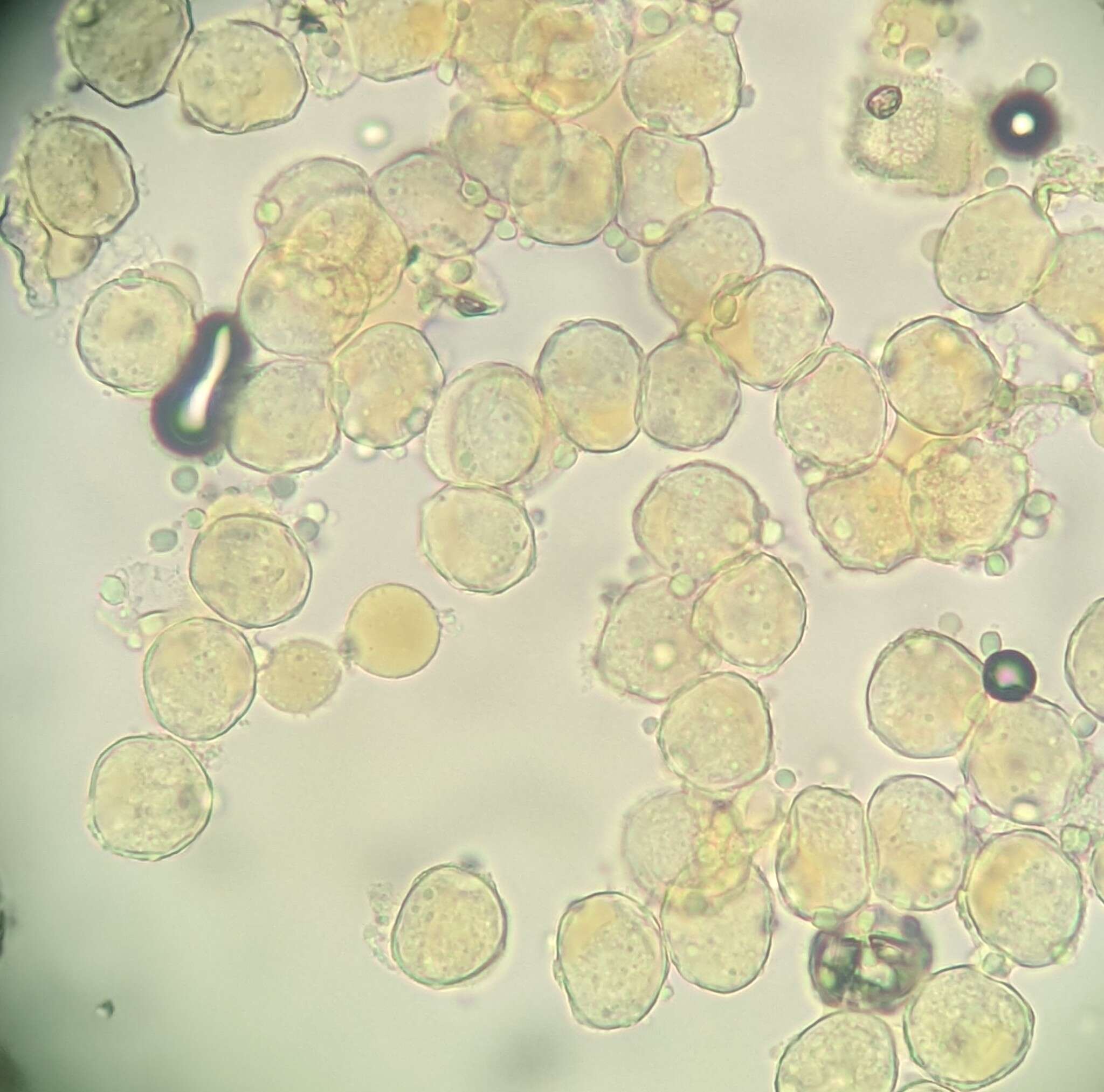 Puccinia kusanoi Dietel 1899的圖片