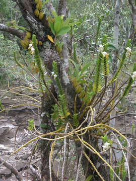 Image of Dendrobium ellipsophyllum Tang & F. T. Wang