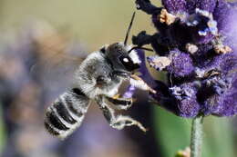 Image of Bee