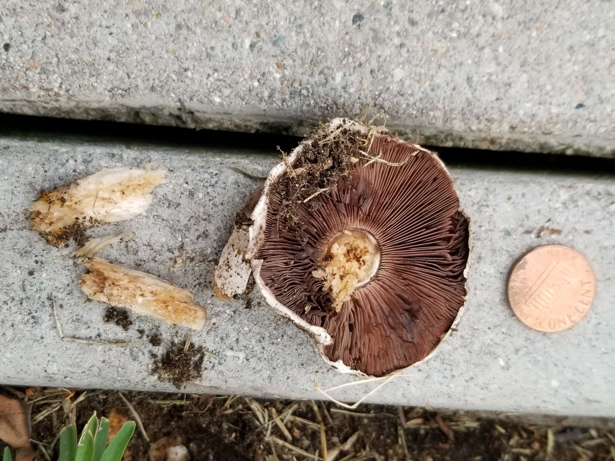 Imagem de Agaricus bitorquis (Quél.) Sacc. 1887