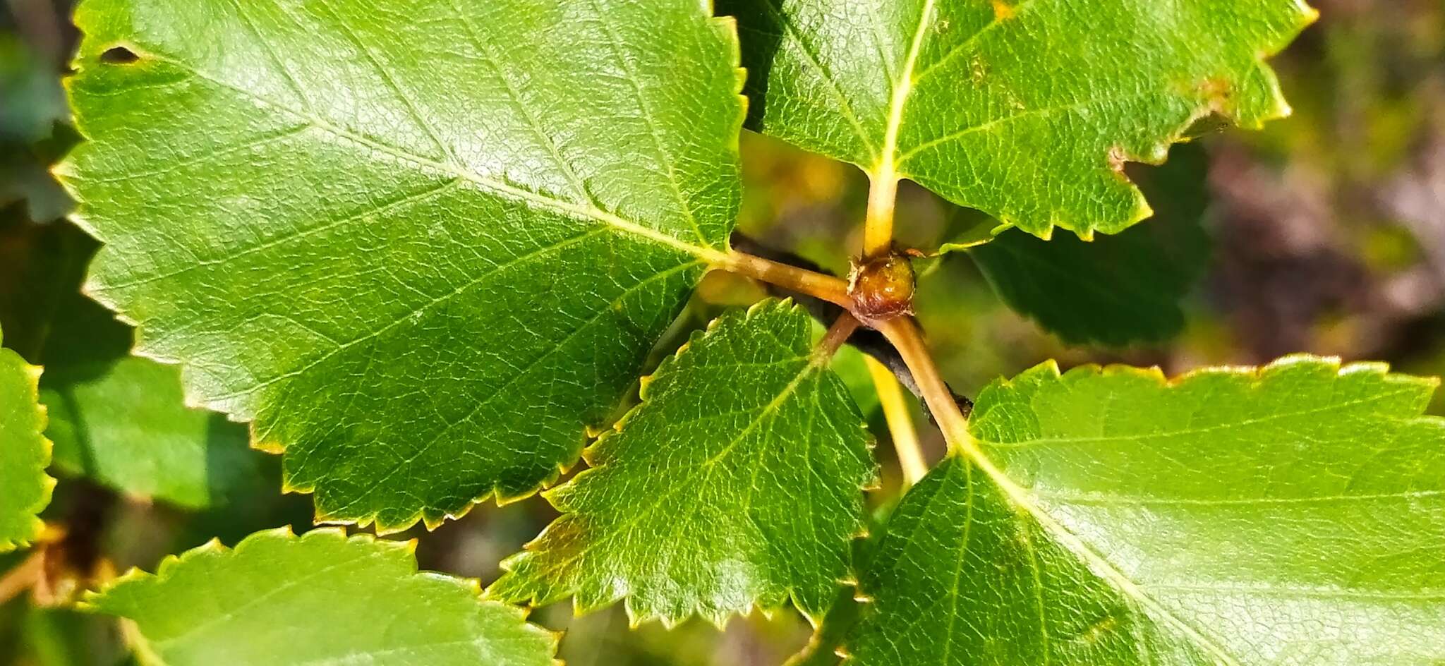 Image de Betula pubescens var. pumila (L.) Govaerts