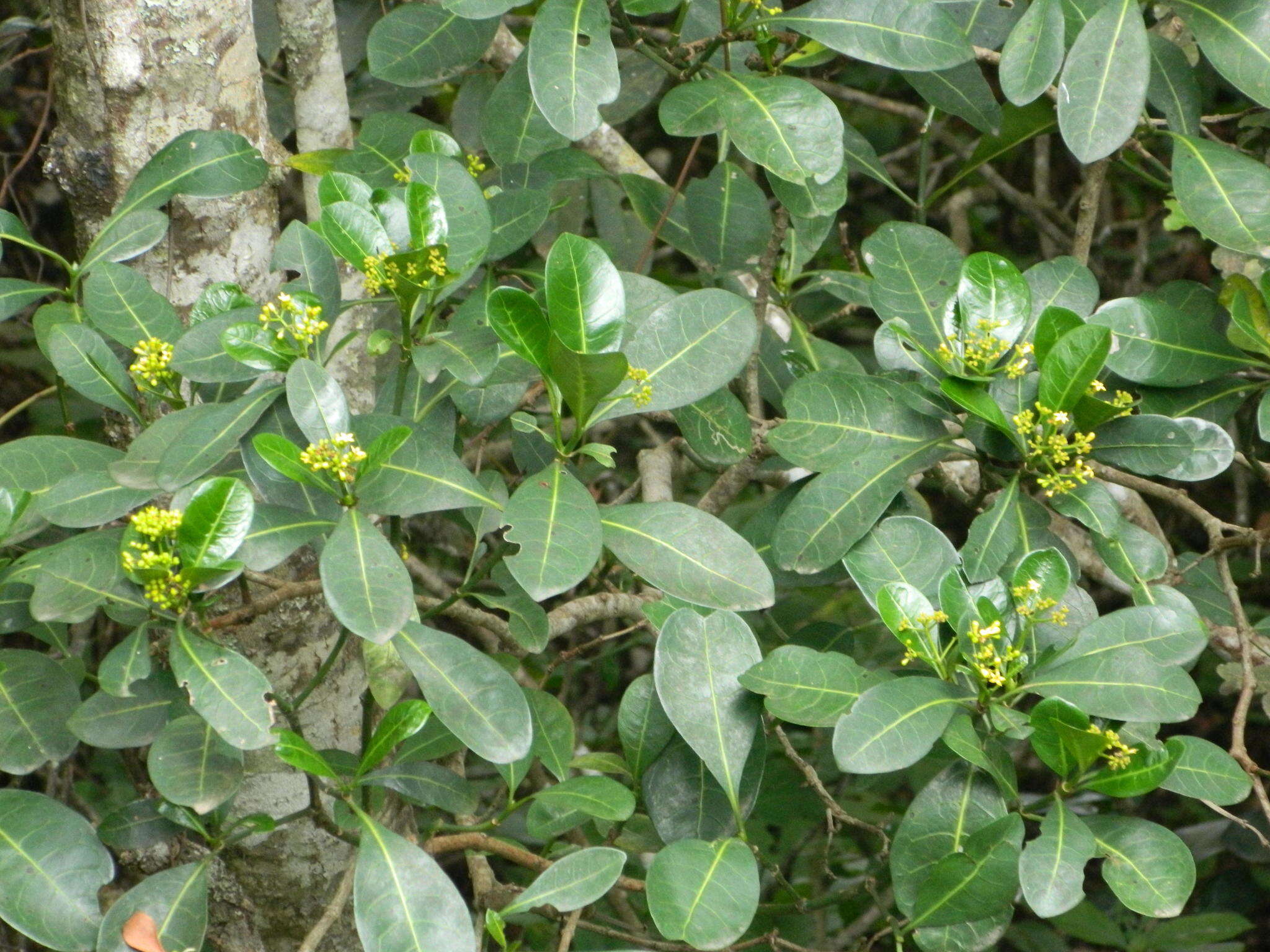 Sivun Psychotria capensis subsp. capensis kuva