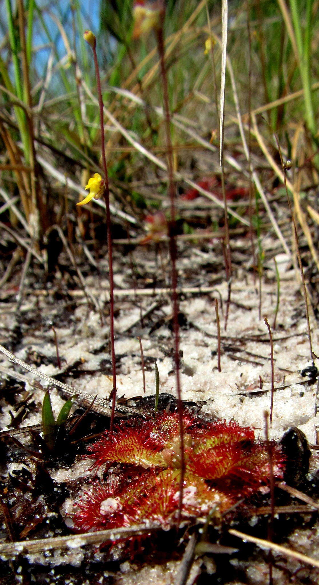 Image of Utricularia firmula Welw. ex Oliv.