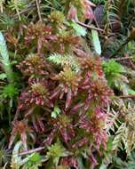 Imagem de Sphagnum quinquefarium Warnstorf 1886