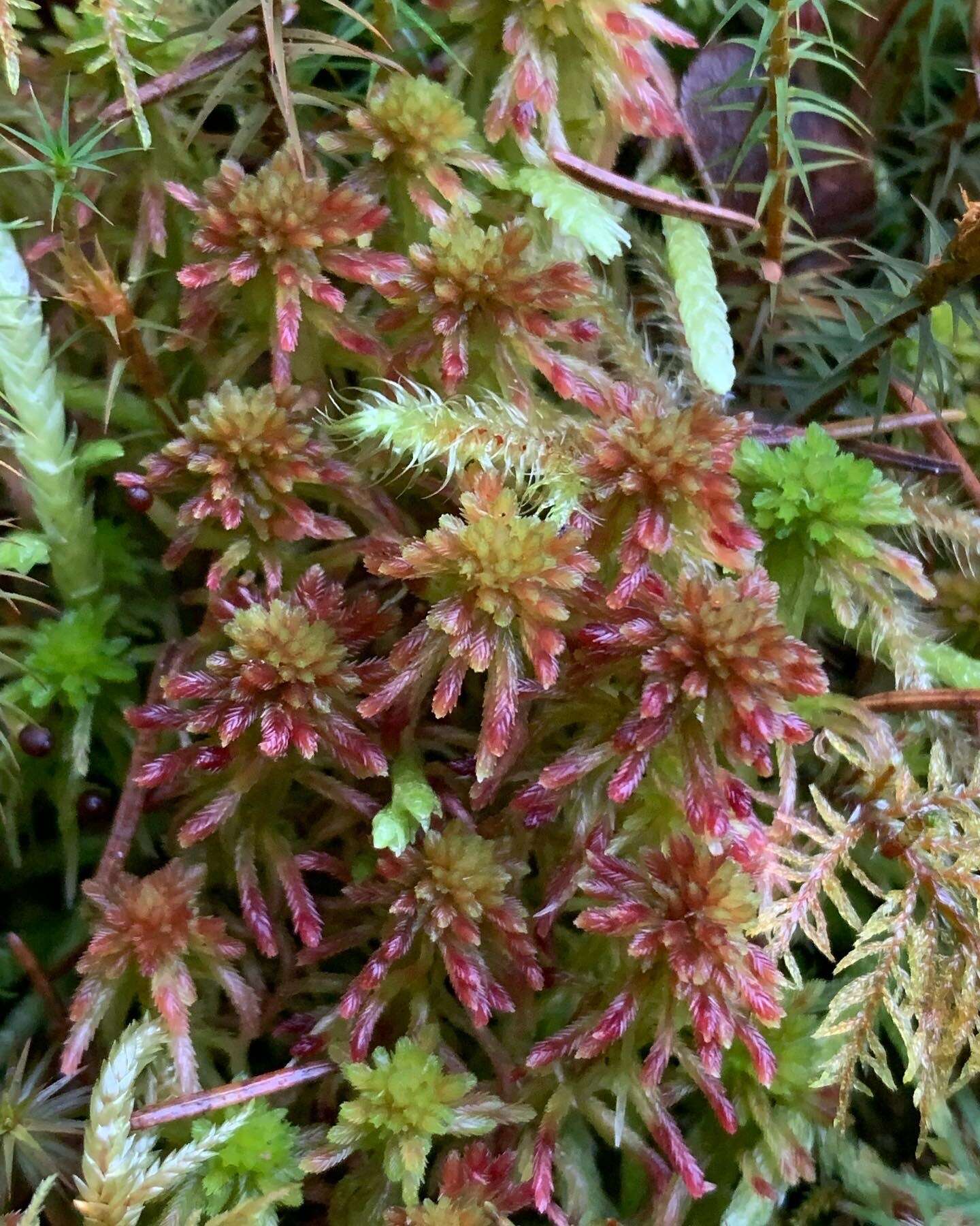 Imagem de Sphagnum quinquefarium Warnstorf 1886