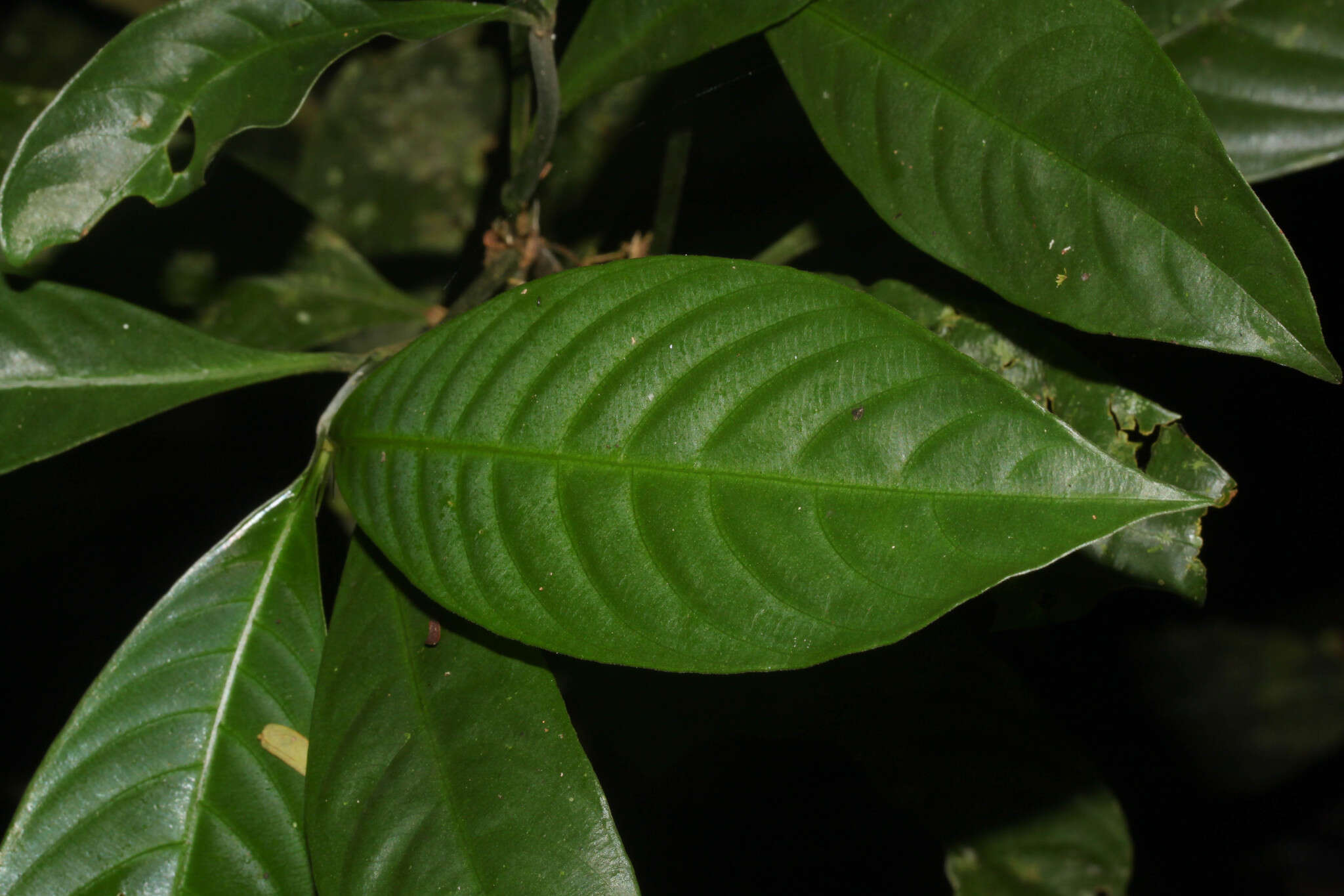 Imagem de Palicourea racemosa (Aubl.) Borhidi