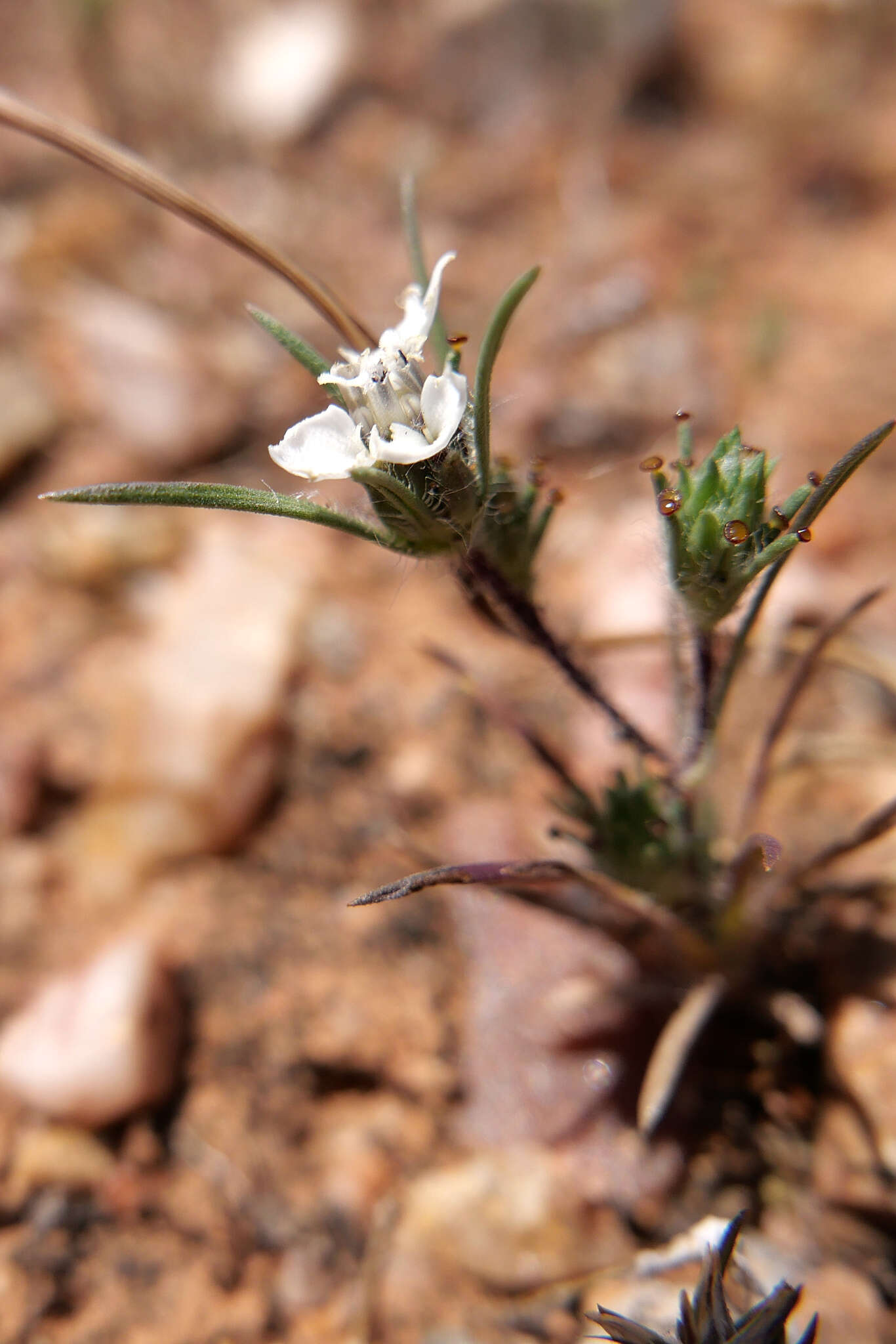 Image of dwarf western rosinweed