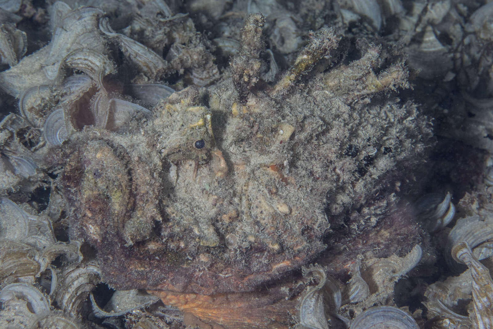 Image of Estuarine stonefish