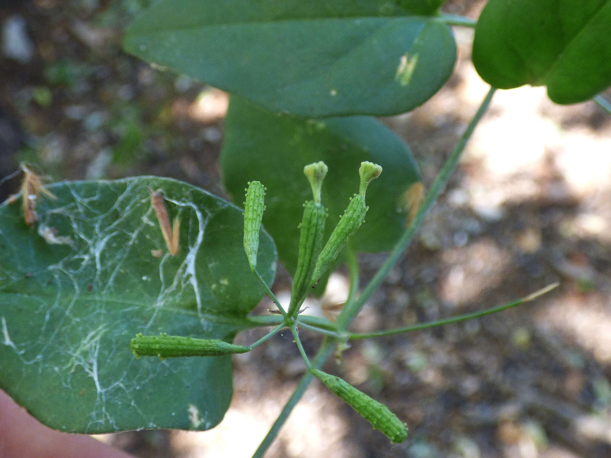 Image of Commicarpus scandens (L.) Standl.