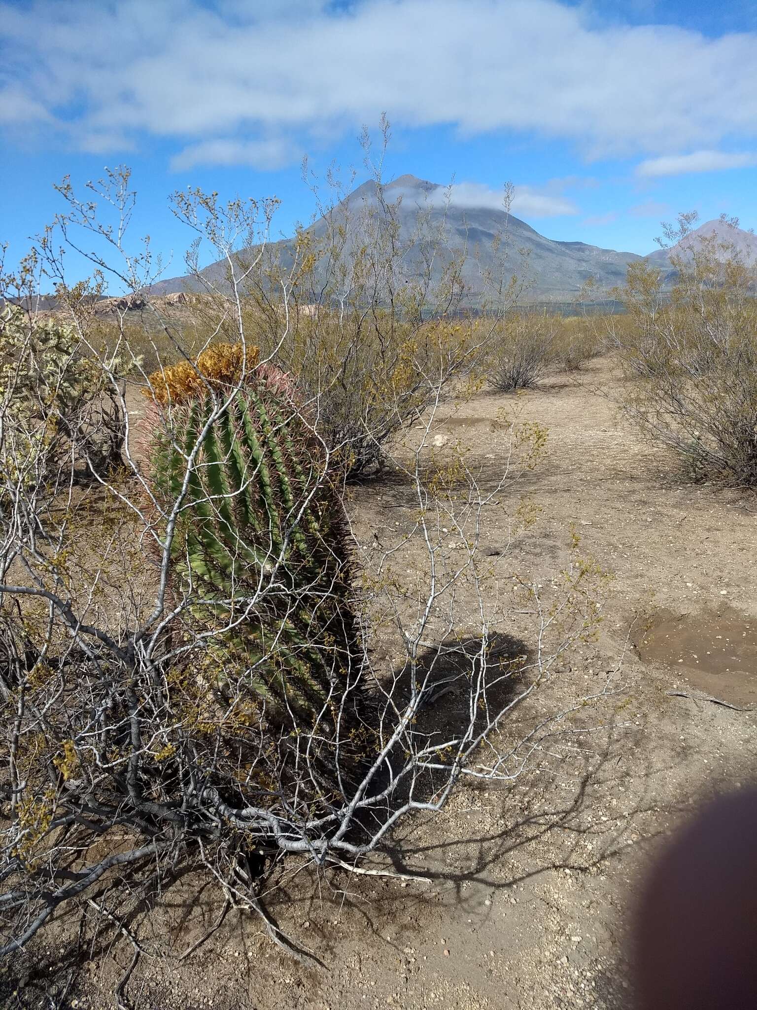 صورة Ferocactus peninsulae (F. A. C. Weber) Britton & Rose