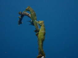 Image of Flat-faced Seahorse