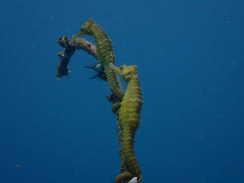 Image of Flat-faced Seahorse