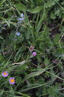 Image de Erigeron caucasicus Stev.